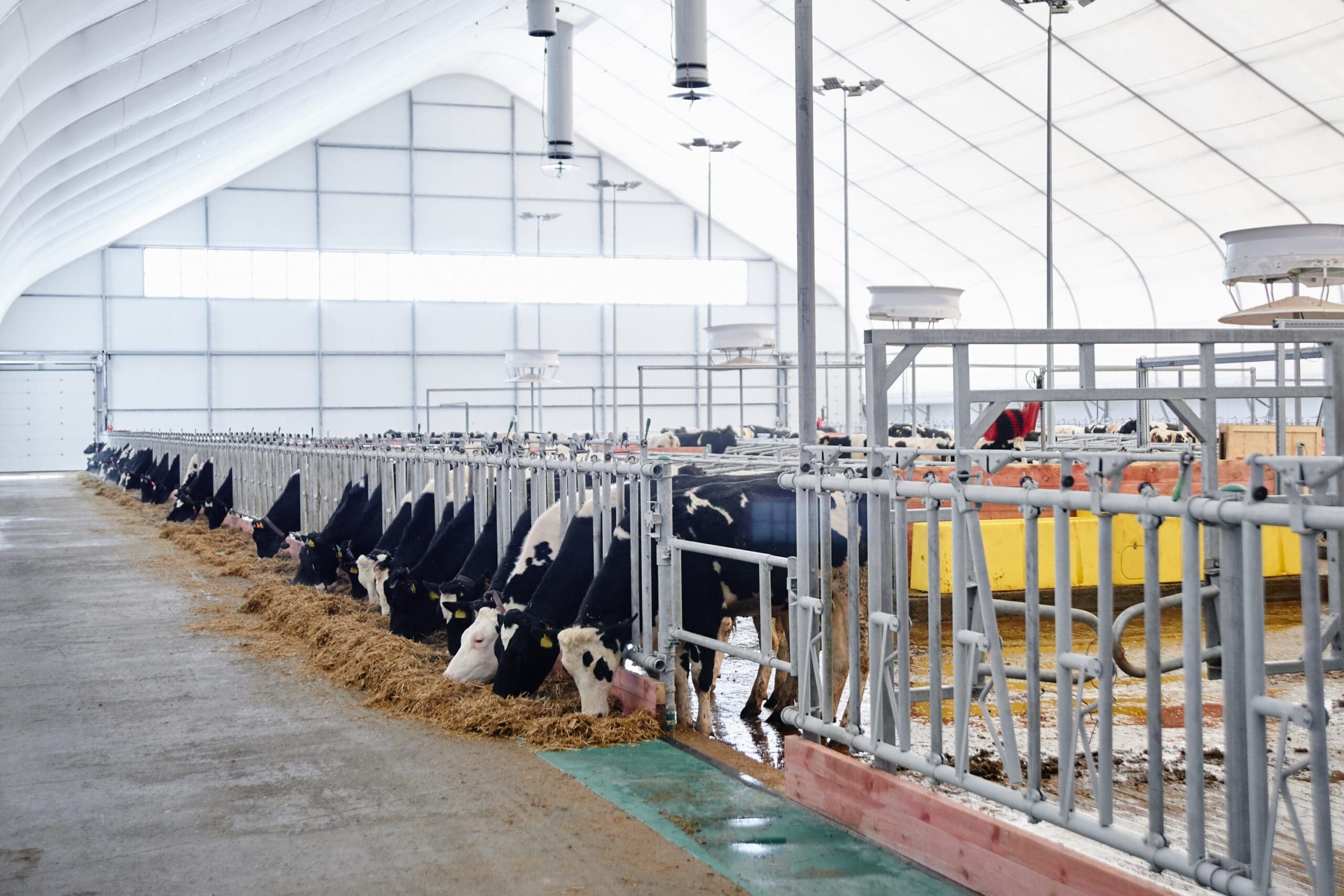 livestock wastewater treatment system hệ thống xử lý nước thải chăn nuôi 축산 폐수 처리 시스템